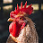 @Respeck_The_Cockerel
