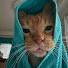 H7GrNrIFHGE-channel-avatar-MeowPals Comedy