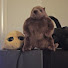 bB-LPAMhu8g-channel-avatar-The Hog