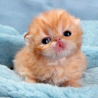 Poll from Orange Cat