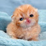 1MM96OVnS40-channel-avatar-Orange Cat