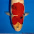 tz6Hjvenj3c-channel-avatar-Pine tree koi pond