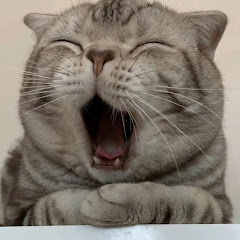about cat meme