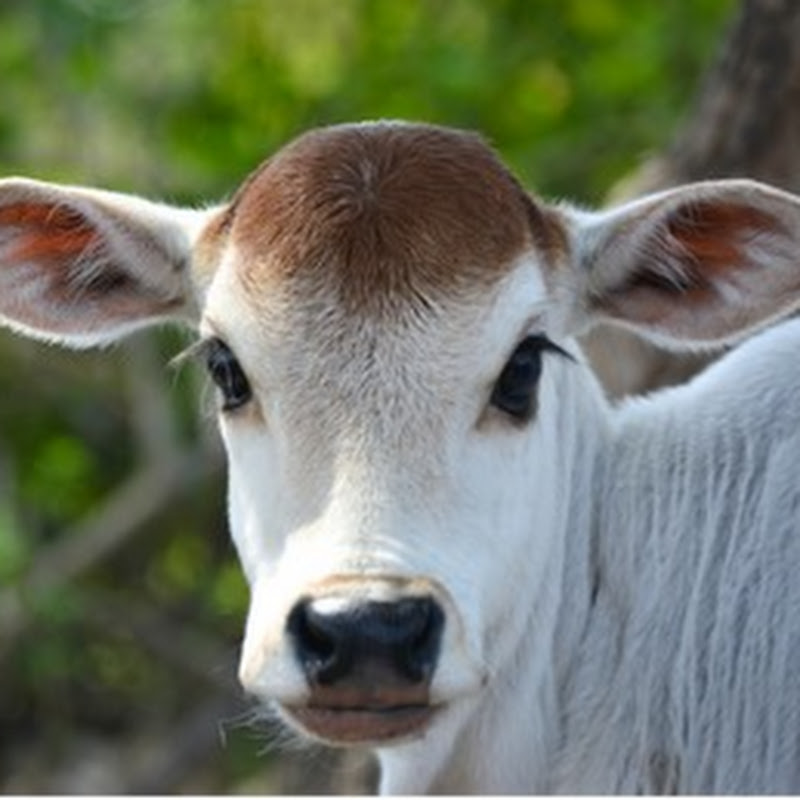 Cow In Countryside