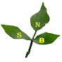 SNB Classes  logo