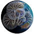 -QgwMk0wHd8-channel-avatar-Planet Fungi