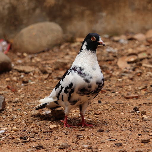 pigeon nagercoil