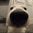 kbPPOCQuJk8-channel-avatar-Snoofer