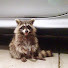 bNHx6MwlUEw-channel-avatar-Raccoon's Real Deal Videos
