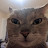 @CatJuiceSays