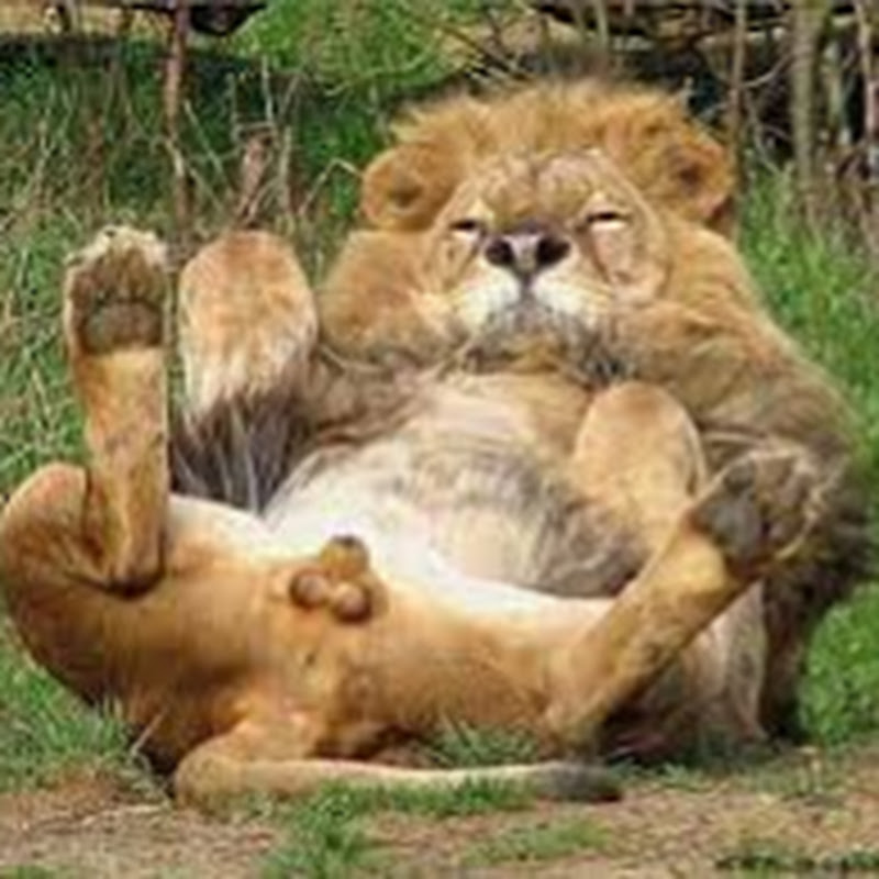 파워볼 연합사자