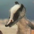 D9-4WP-v-nI-channel-avatar-Badger's Prudence