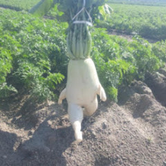大根のひとりごと