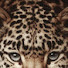 wTylN5-6cXo-channel-avatar-carly