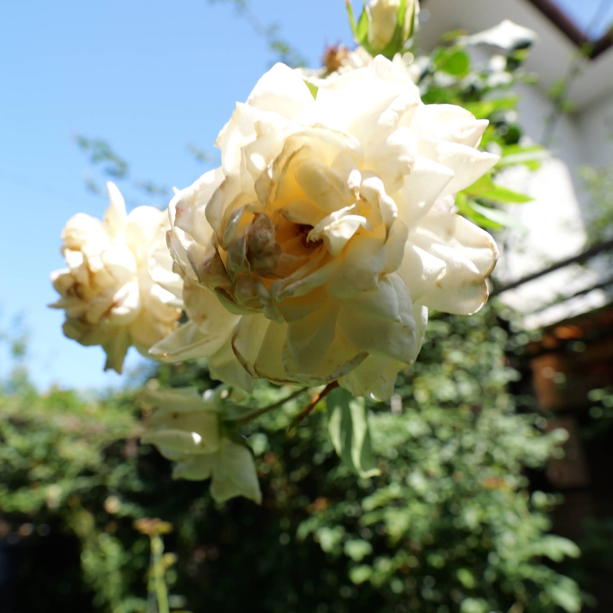 新雪 Shinsetsu 2026年8月15日 京成バラ園芸(Keisei Rose Garden)の