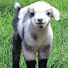 0fIwsWaSxeo-channel-avatar-Better Goats & Gardens