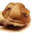 dvgeBe0RywI-channel-avatar-FossilSwede