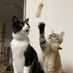 つなしめじ