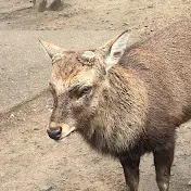 ゆーま