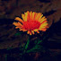 MzKPq9Ho4V8-channel-avatar-Gyankunda