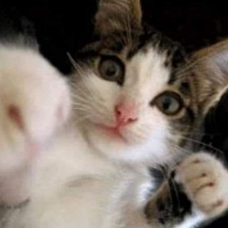 귀여운고양이