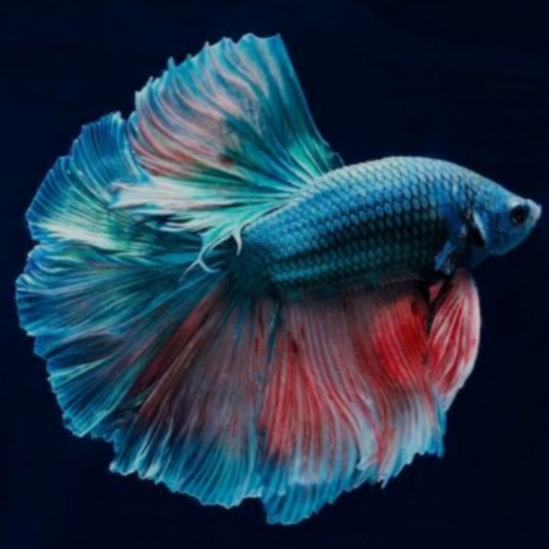 Fish 🐠