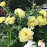 FDUQNjMUd-I-channel-avatar-CodyMama’s Garden