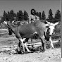 Training Wild Burros with MaryJo Enfield logo