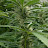 @kevynestabrook-ed7gz Avatar