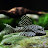@OoO_Pleco