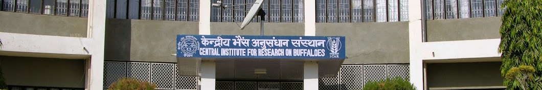 CIRB-Central Institute for Research on Buffaloes Avatar channel YouTube 