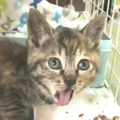 はなちゃんねる-nekoyuzu