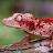TikisGeckos