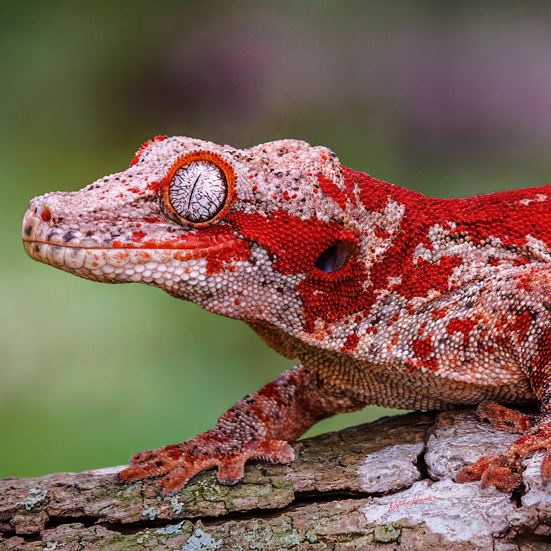 TikisGeckos icon