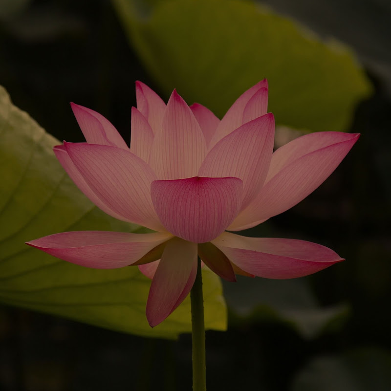 Chapfler - Official Artist Channel