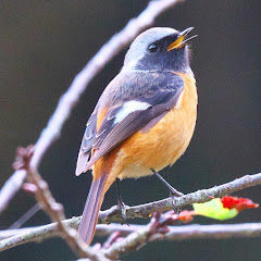 pajareada música けみし鳥たちを調べにのせて
