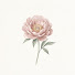 bz7tKYvEU-E-channel-avatar-Quiet Bloom Studio