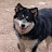 @rowdy-the-puppy23842