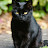 Black Cat games 222