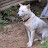 @minarijindo