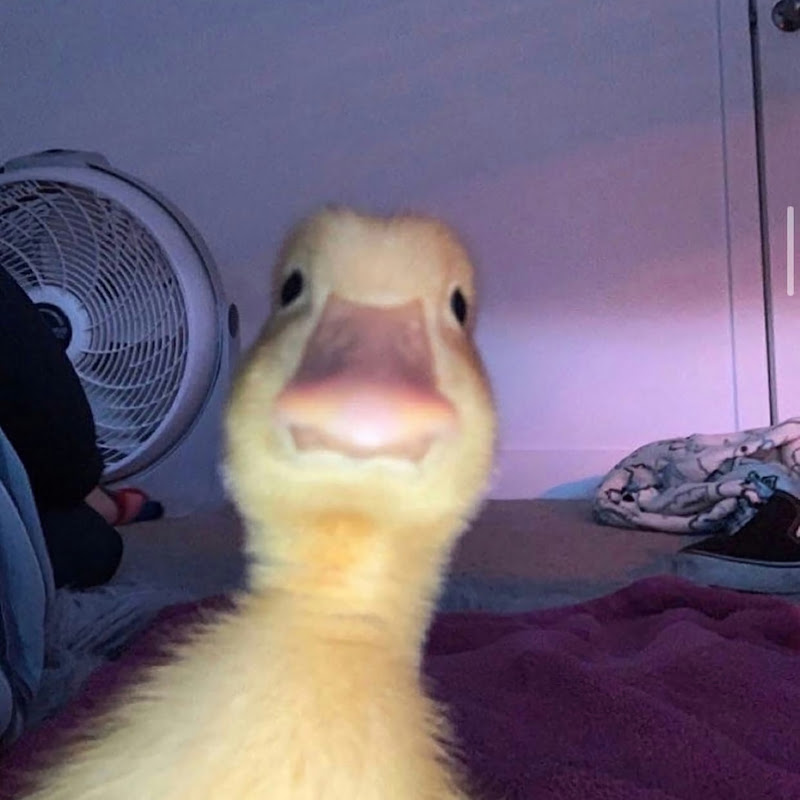 HY