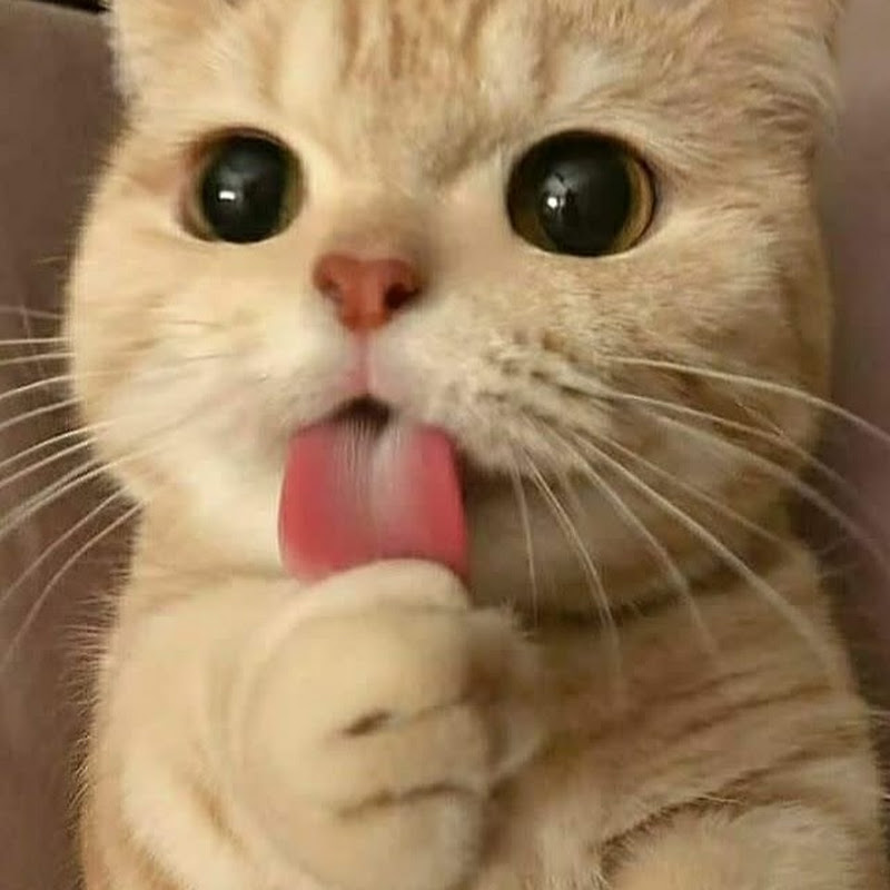 EpicCatVideos
