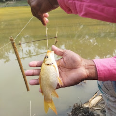 Arifrx25