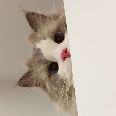 animalscute