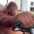 @orangutannnnn