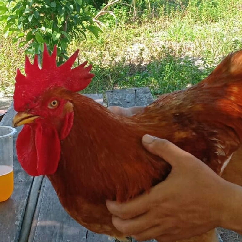 Awan Ayam