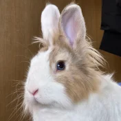 Mofu, the Tokyo bunny! 