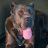 O-P7-1ooB8w-channel-avatar- Flavors Cane Corso