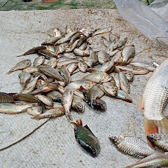 RA Fishing Life