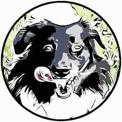 Gesunder Hund. Jetzt!